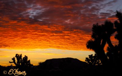 How to Create a Photo Silhouette